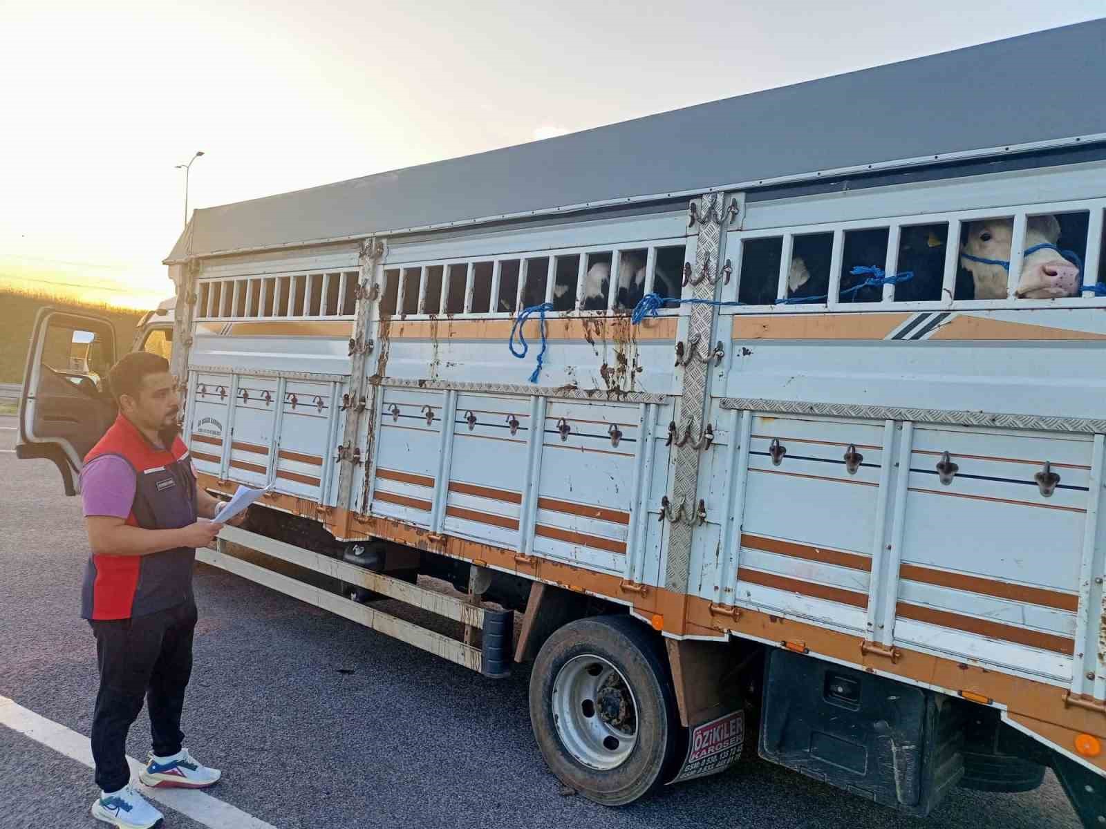 1915 Çanakkale Köprüsü’nde kurbanlık hayvan denetimi