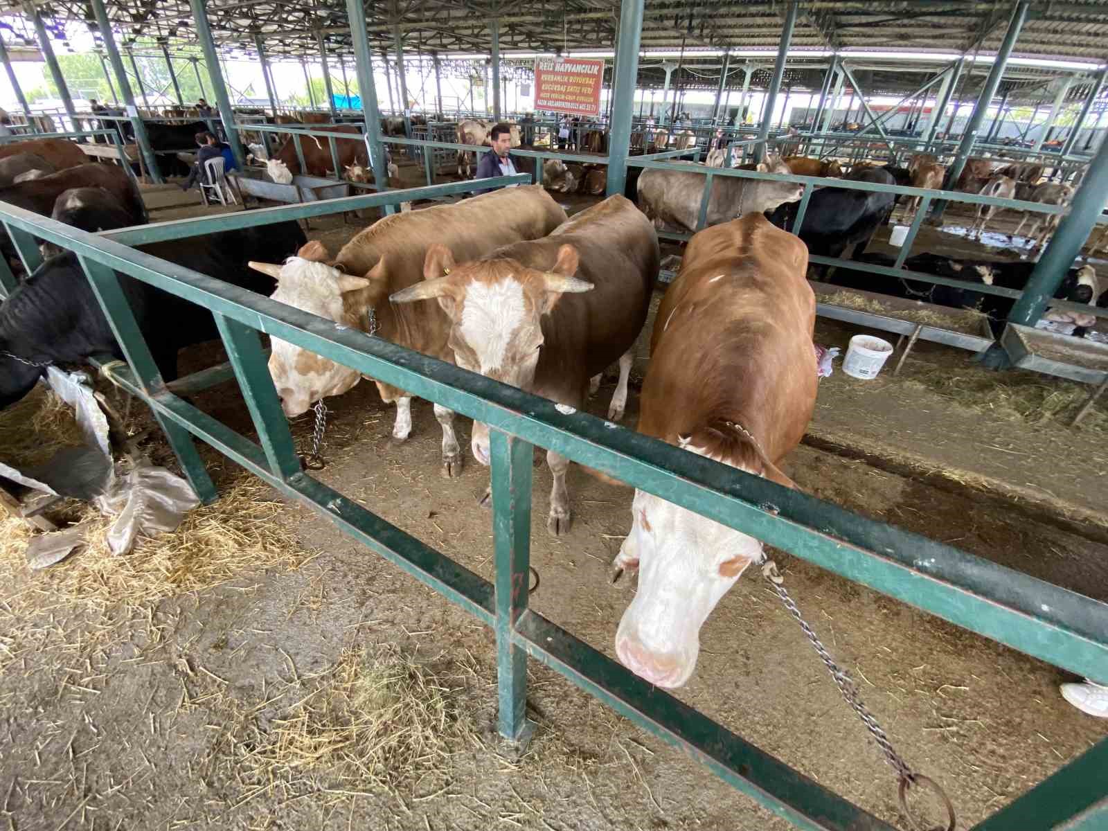 Eskişehir Hayvan Pazarı’nın 750 kiloluk düveleri