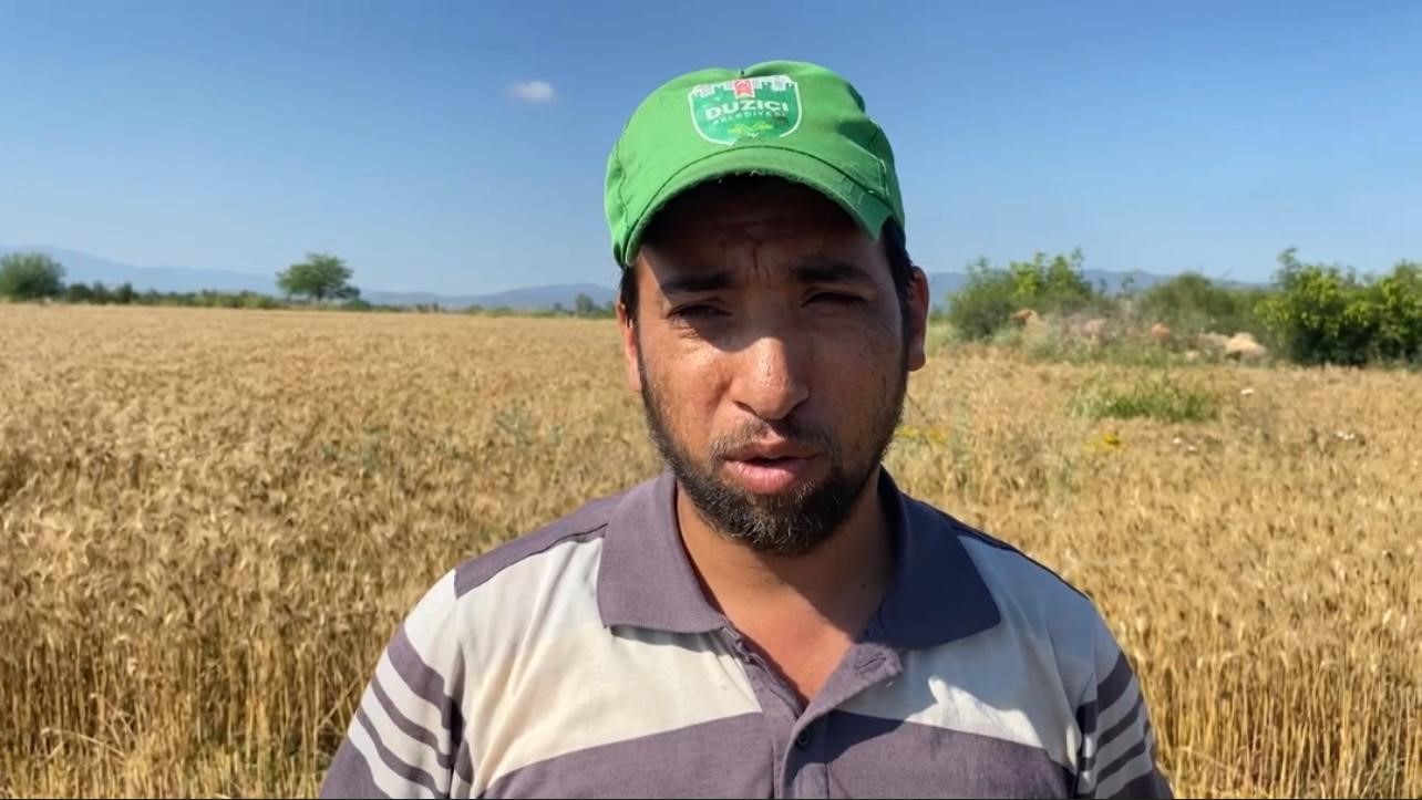 Osmaniye’de mevsim nedeniyle buğday hasadı geç başladı