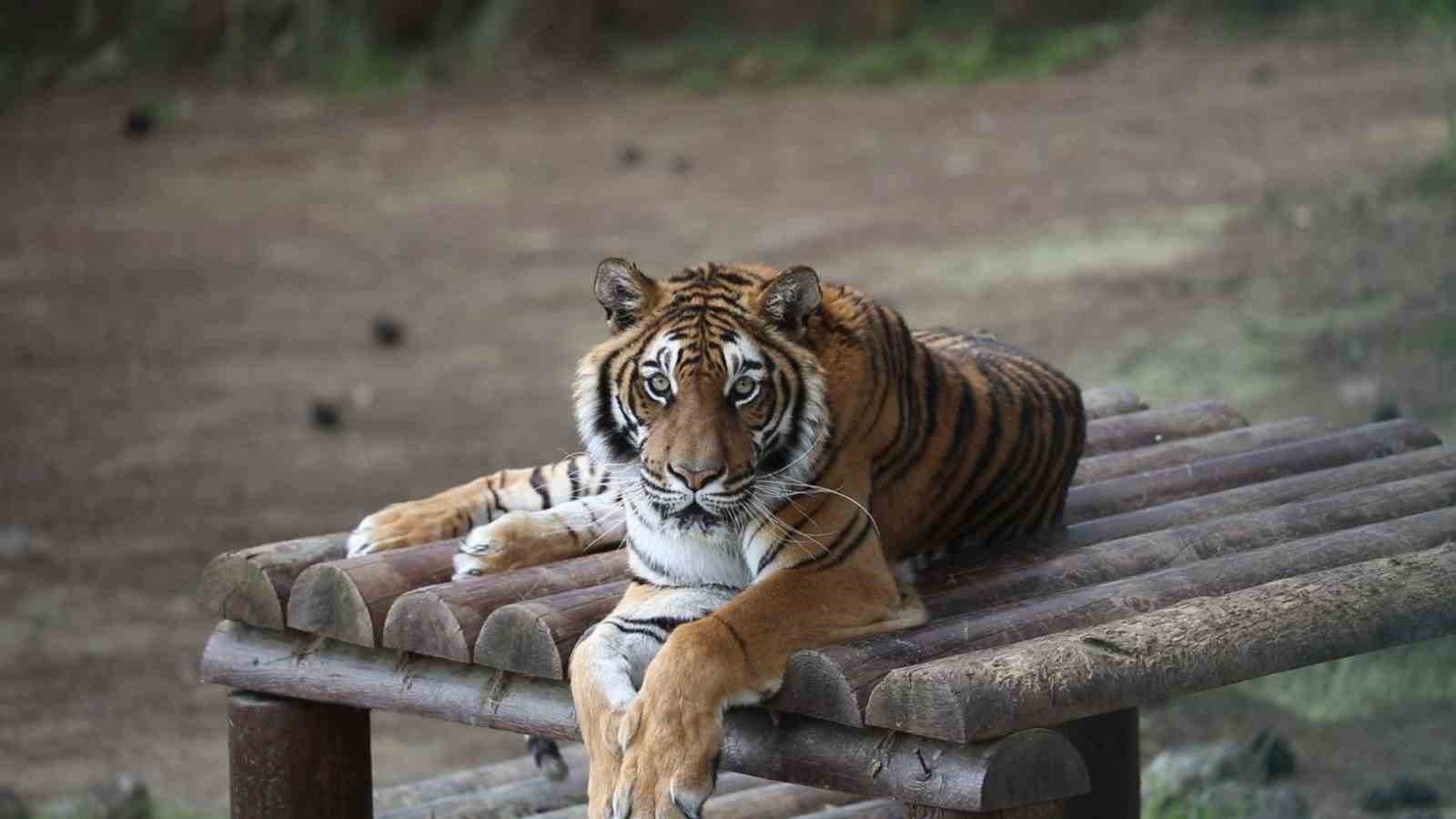 Kurban Bayramı&rsquo;nda Gaziantep&rsquo;te ziyaret&ccedil;i yoğunluğu bekleniyor

