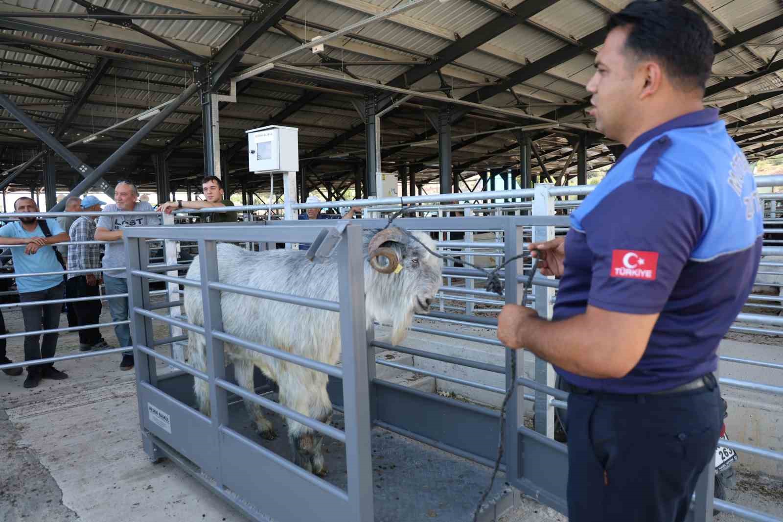 Pazarın en ağırı 153 kiloluk teke dikkat çekti
