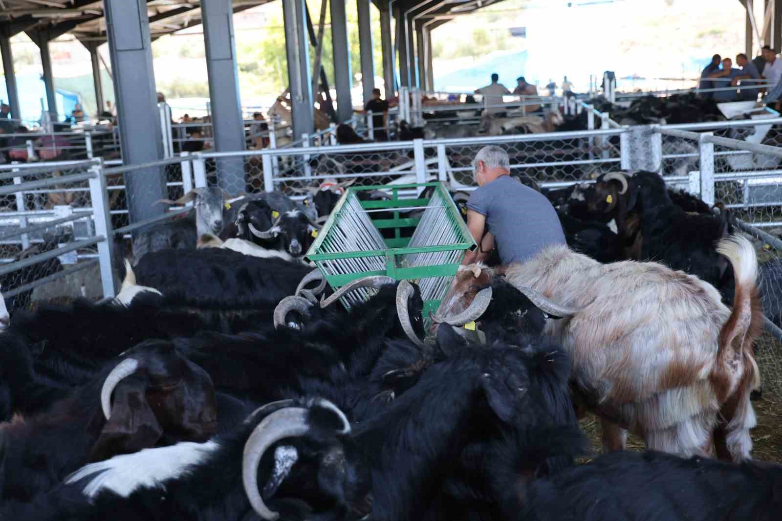 Pazarın en ağırı 153 kiloluk teke dikkat &ccedil;ekti
