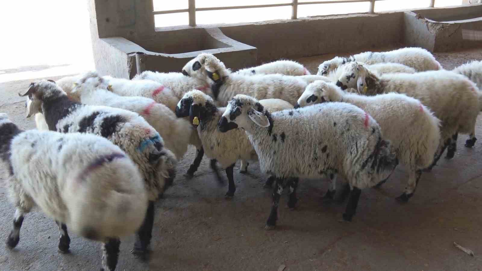 Diyarbakırlı kasaptan "Kasaplık Belgesi olmayan bıçağı alıp çıkmasın" uyarısı