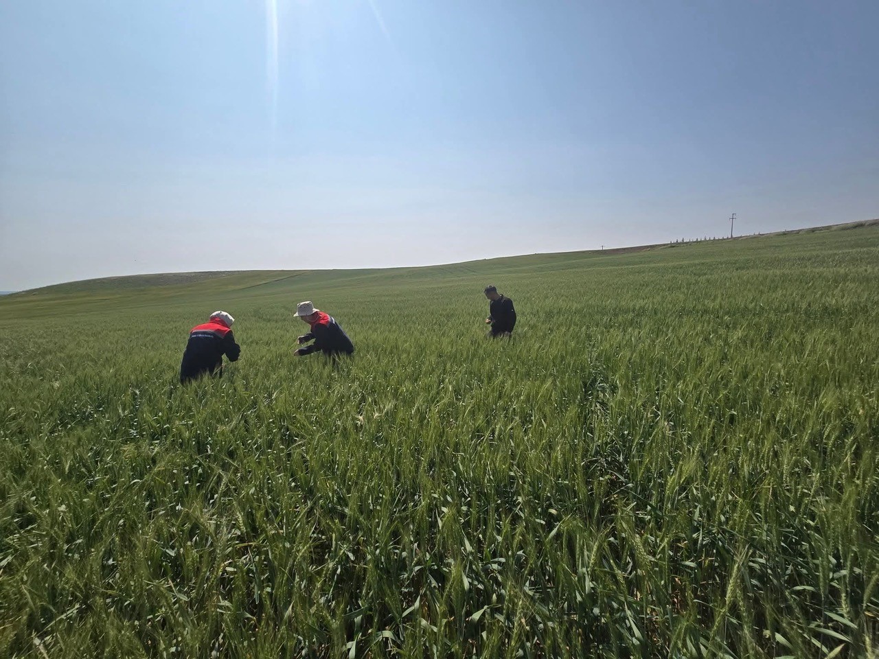 Kulu’da süne zararlısıyla mücadele çalışmaları