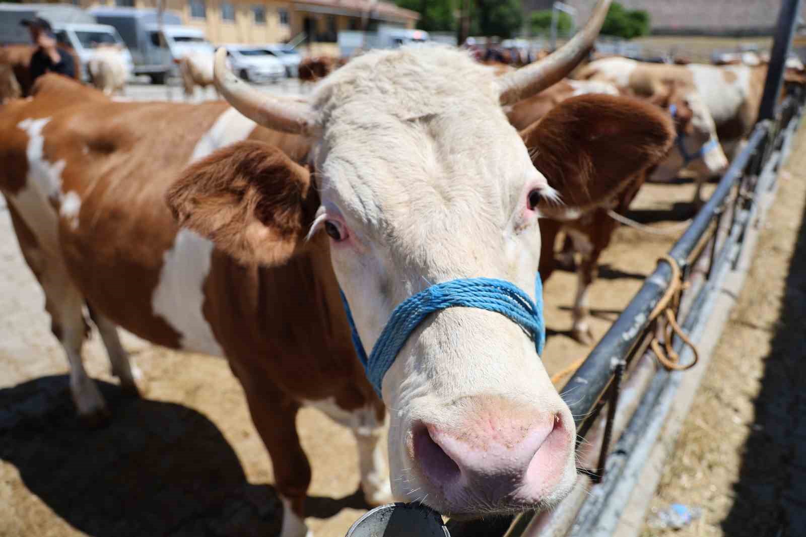 Elazığ’da ’kol kıran’ pazarlıklar sürüyor