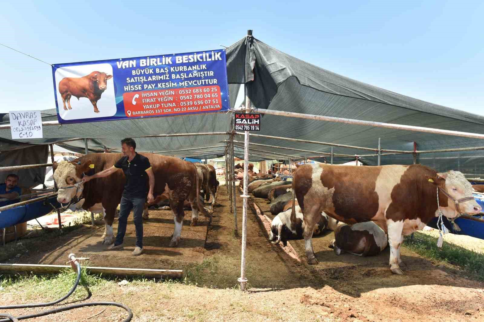 Kepez’de 9 noktada kurban kesim alanı