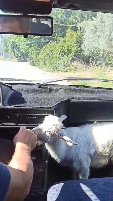 Bayramın en şanslı ke&ccedil;isi kesilmekten kurtuldu
