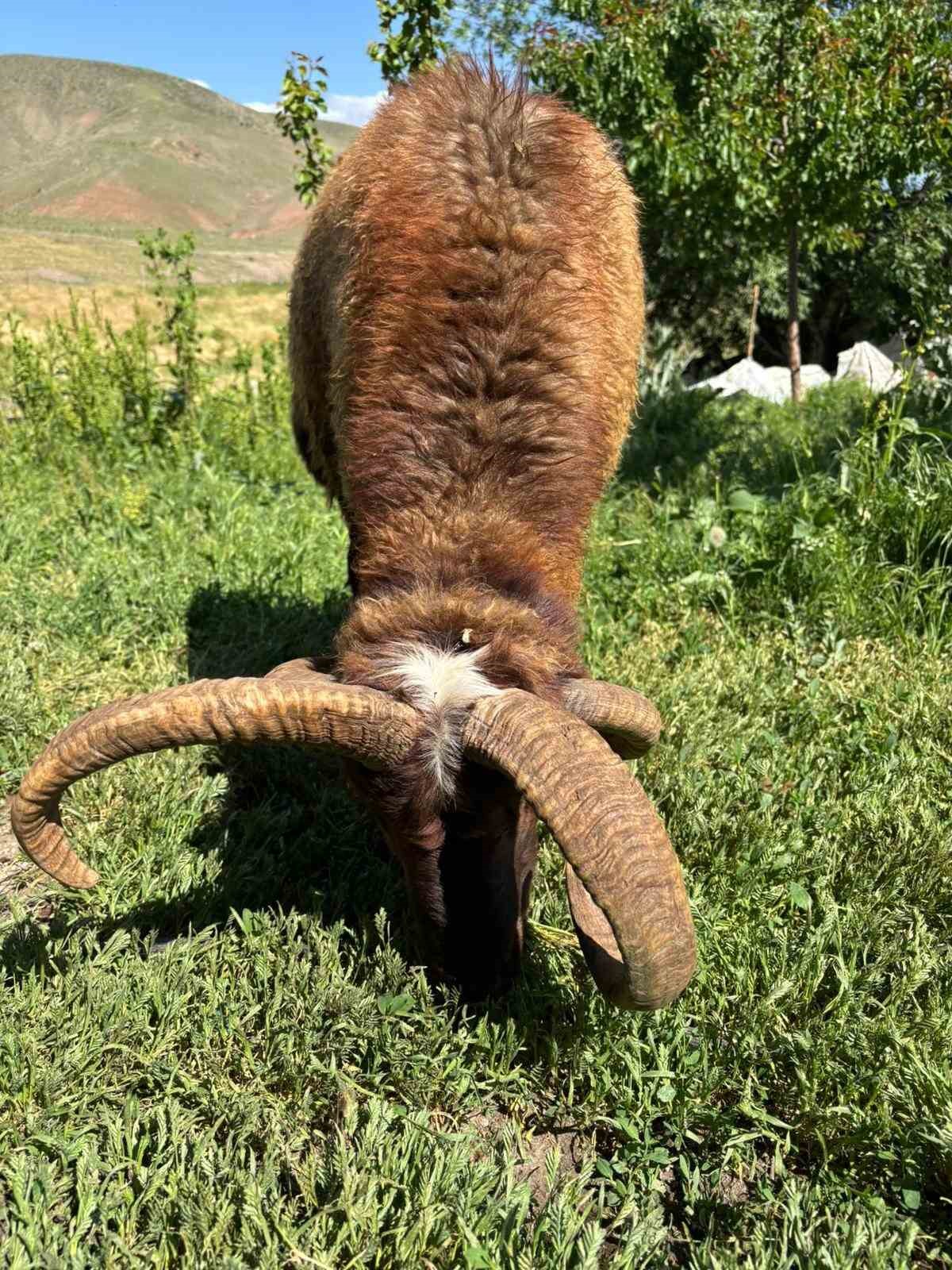 Kağızman&rsquo;da 4 boynuzlu ko&ccedil; ilgi odağı oldu
