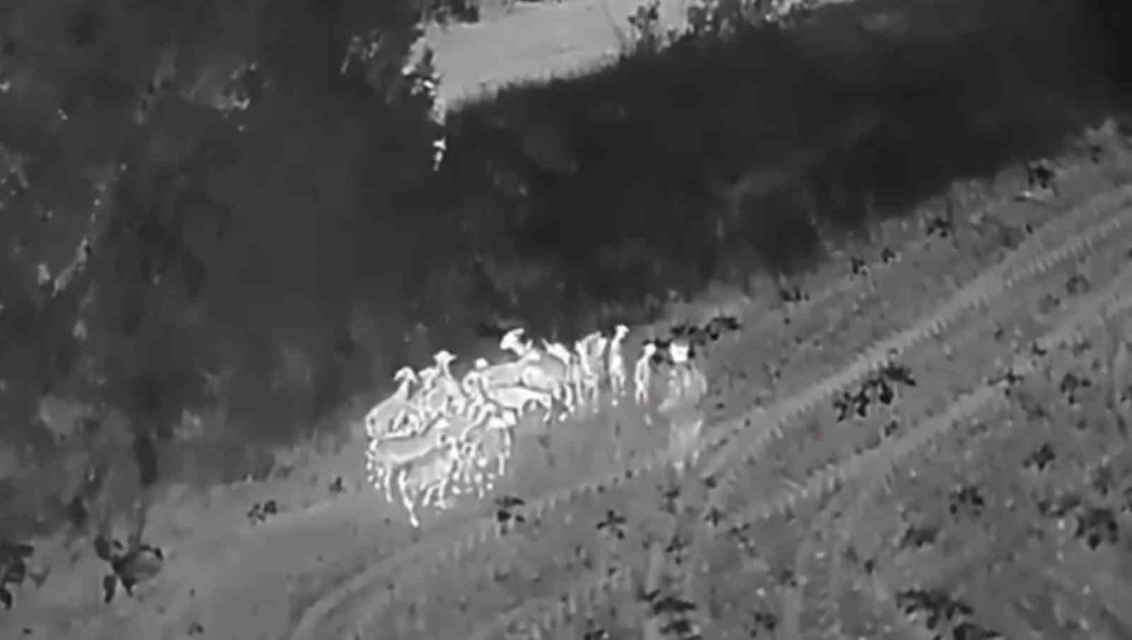 Tekirdağ’da kaybolan 27 küçükbaş termal dronla bulundu