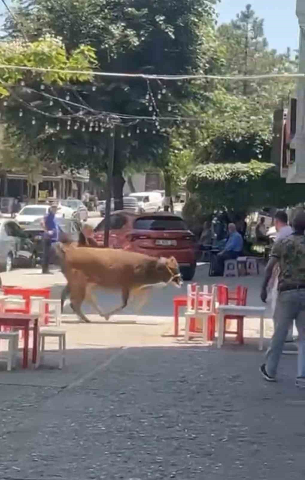 Bursa&rsquo;da dana ipi kopardı, şehirde mini maraton başladı
