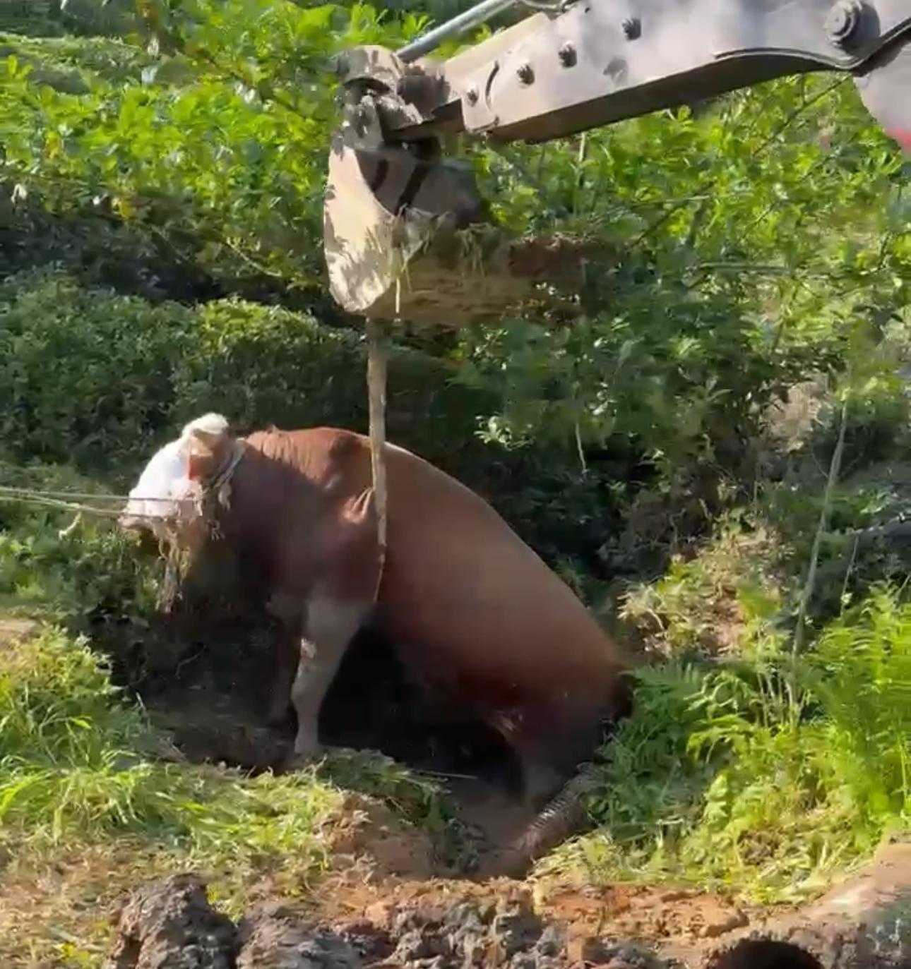 Rize’de bağını kopararak çukura düşen boğa iş makinesi ile çıkarıldı