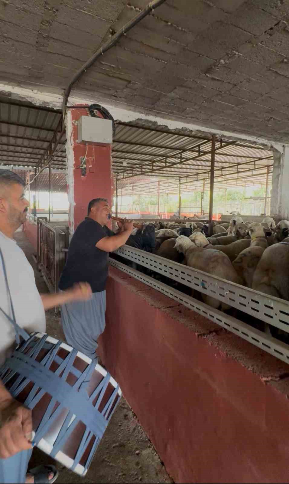 Kurbanlıklara davullu zurnalı konser