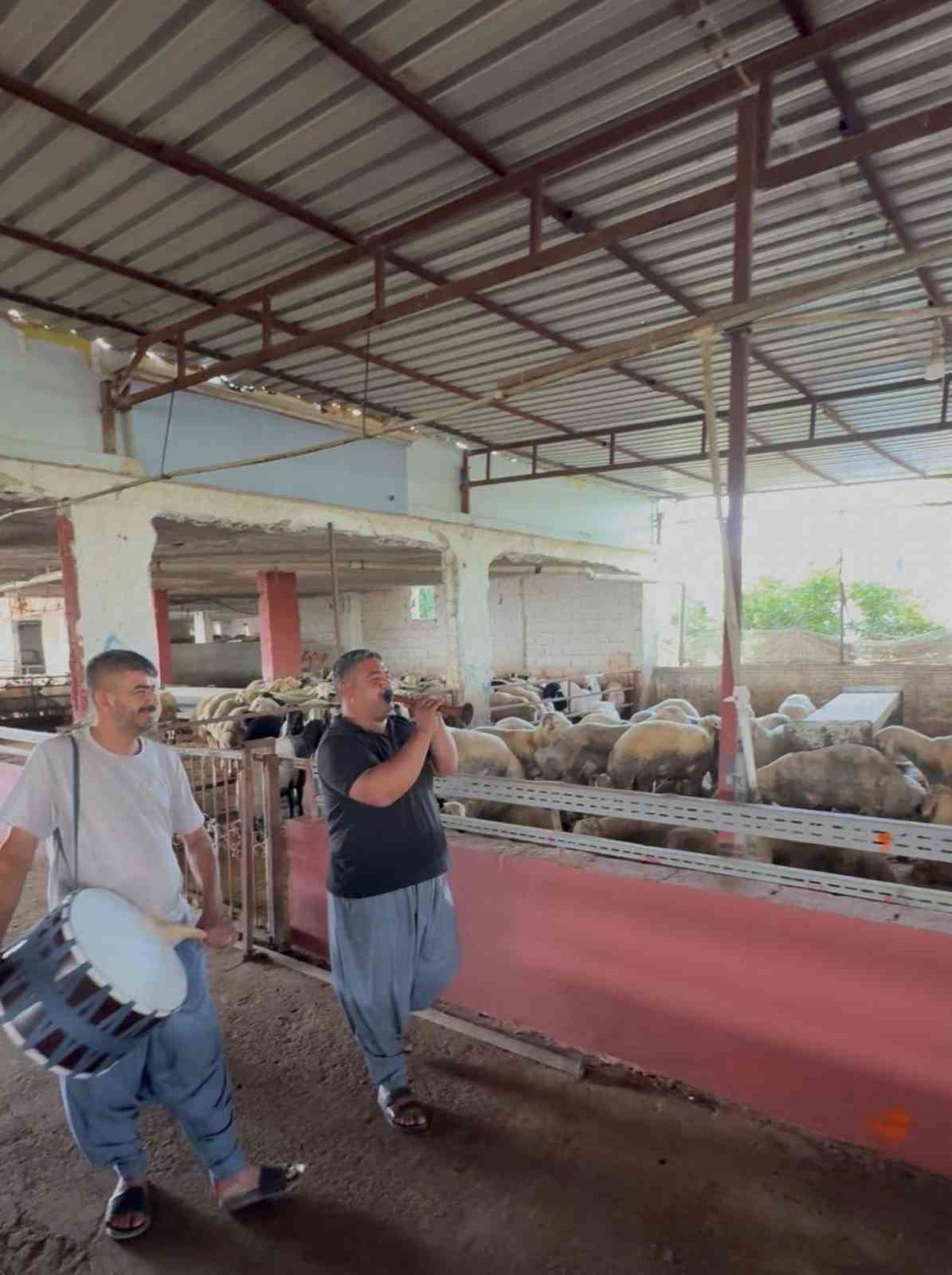 Kurbanlıklara davullu zurnalı konser
