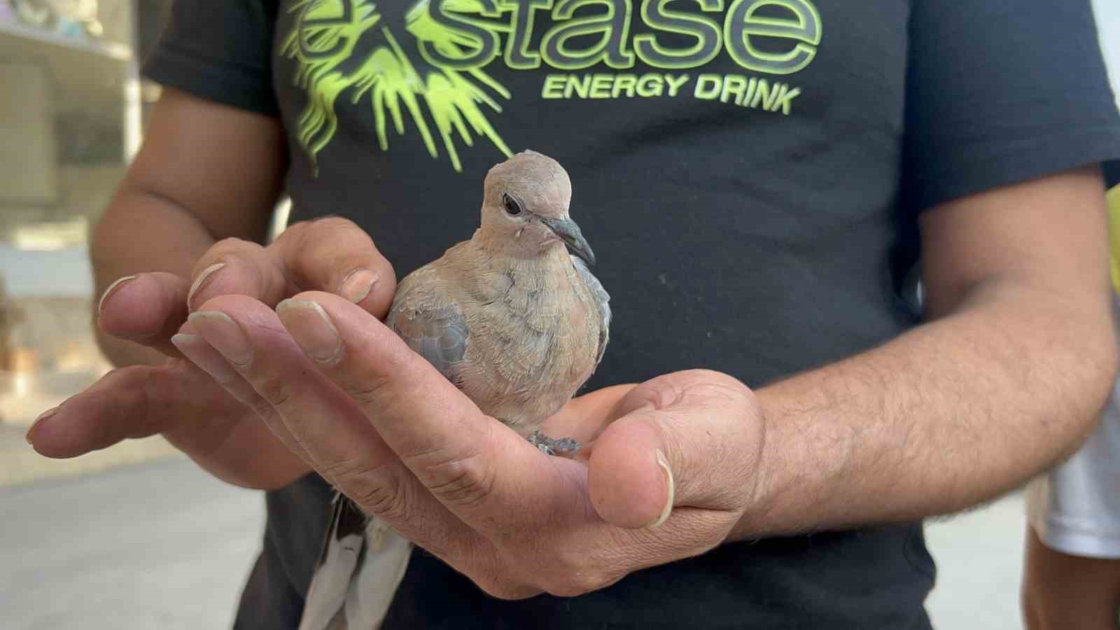 Yavru kumruyu kurtarmak i&ccedil;in seferber oldu
