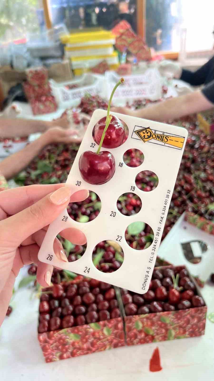 Çay bardağına sığmayan Lapseki kirazında hasat başladı
