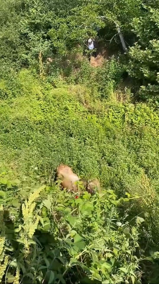 Kurbanlıklar kaçtı, vatandaşlar yakalamaya çalıştı