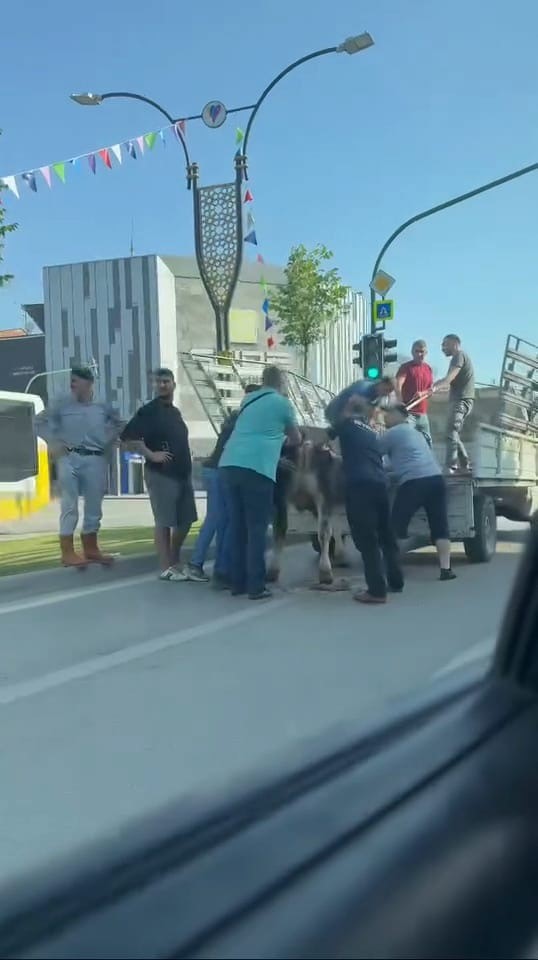Kurbanlıklar ka&ccedil;tı, vatandaşlar yakalamaya &ccedil;alıştı
