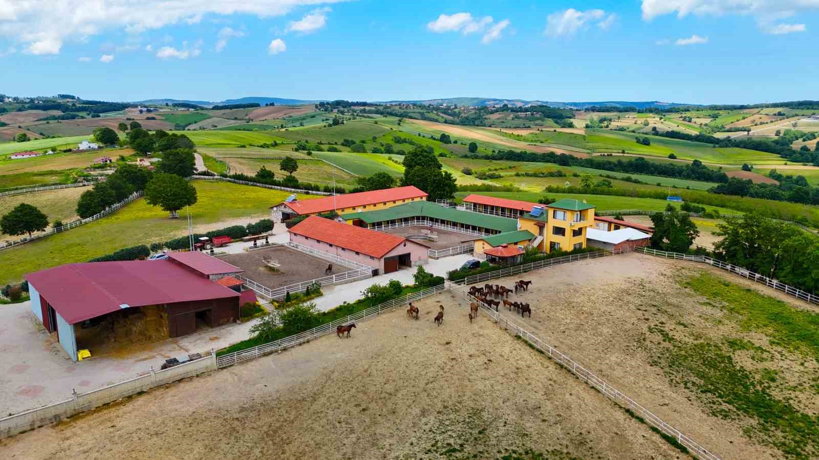 Milyonluk atları büyüttü, yarışlarını nefesini tutup izliyor