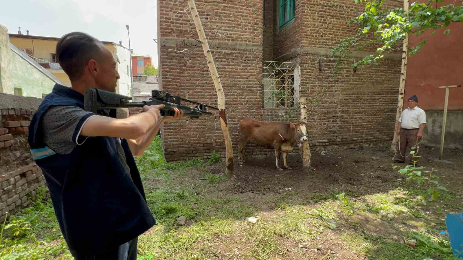 Kaçan düve, kurban timi tarafından yakalandı