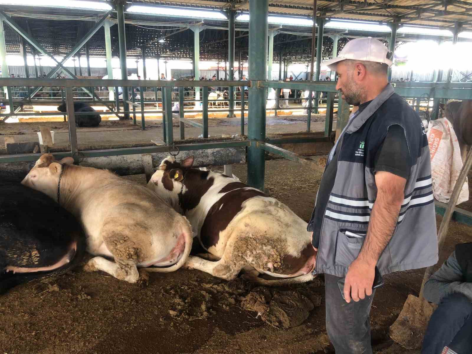 Büyükbaş hayvanlar kendi maliyetlerini çıkarmıyor