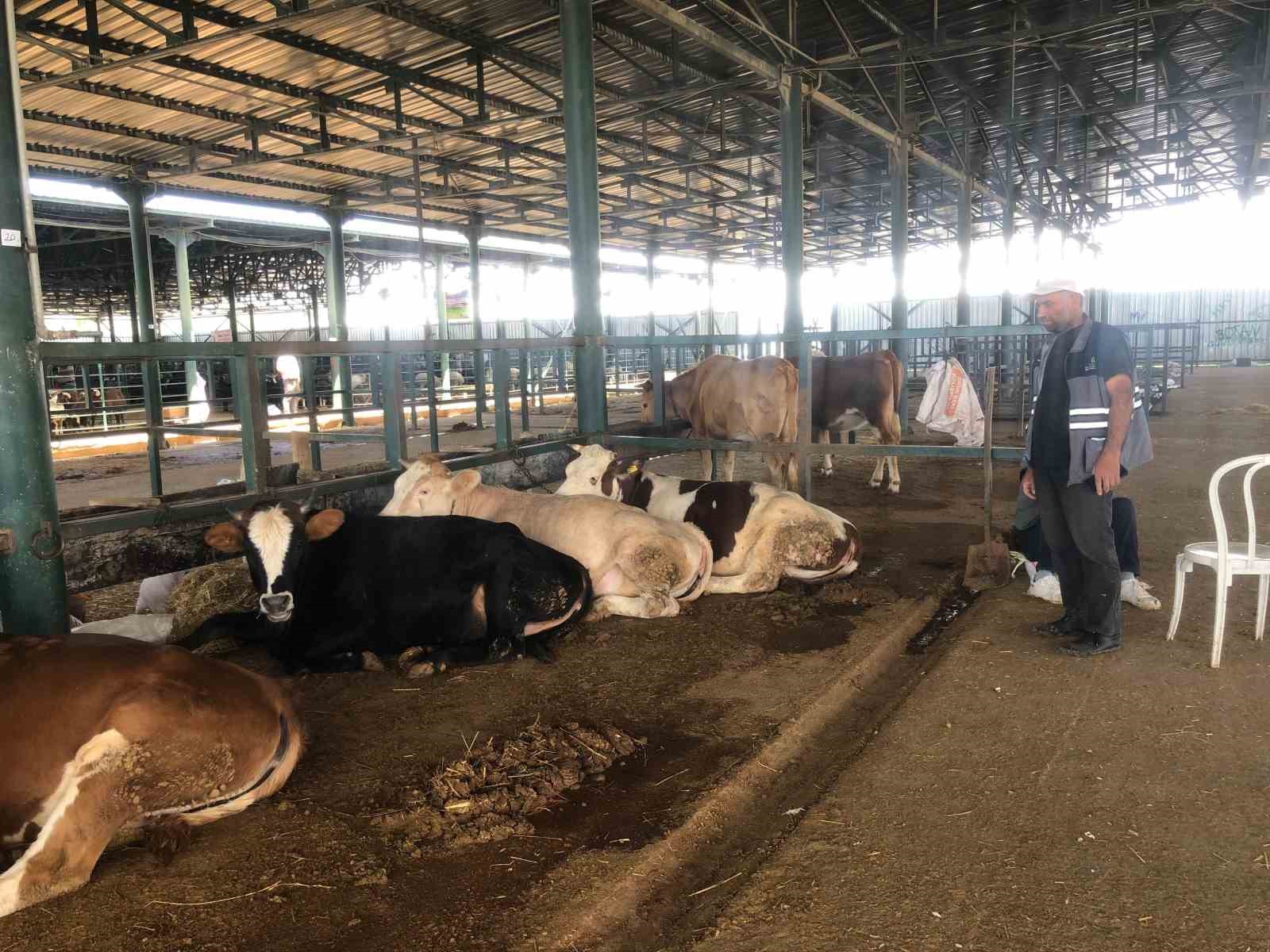 Büyükbaş hayvanlar kendi maliyetlerini çıkarmıyor