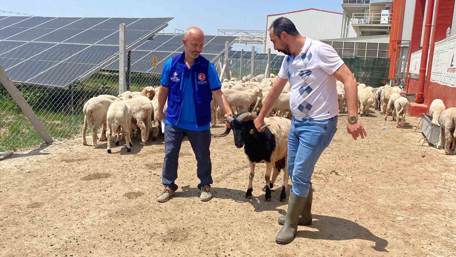 Cumhurbaşkanı Erdoğan’ın TDV’ye vekalet verdiği kurban Konya’da kesildi