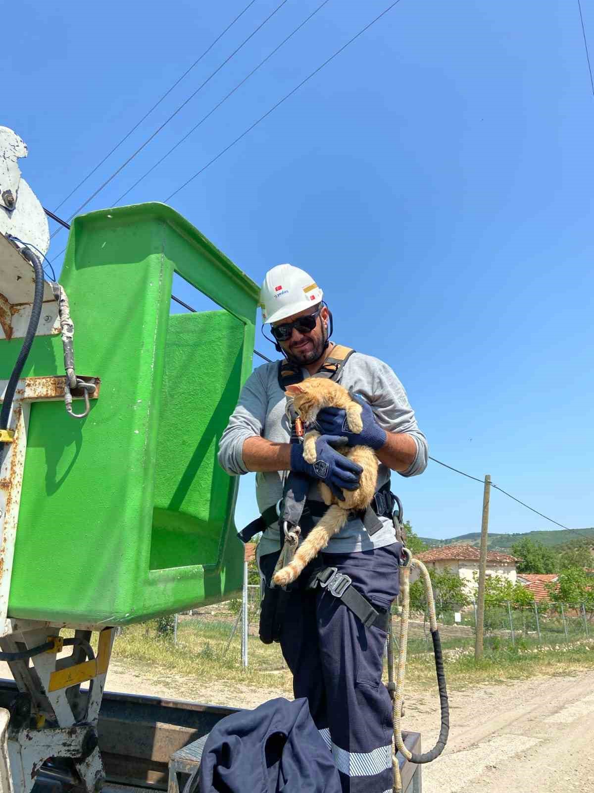 Elektrik direğinde mahsur kalan kedi kurtarıldı