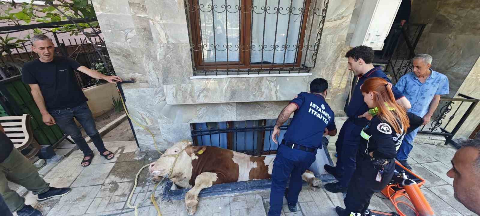 Bahçelievler’de kurbanlık boğayı kurtarma operasyonu