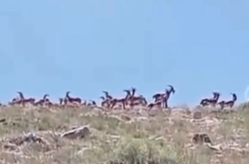 Malatya’da sürü halindeki yaban keçileri görüntülendi