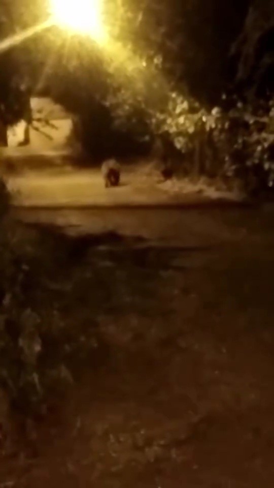 Mezarlık yanına inen ayı kamerada
