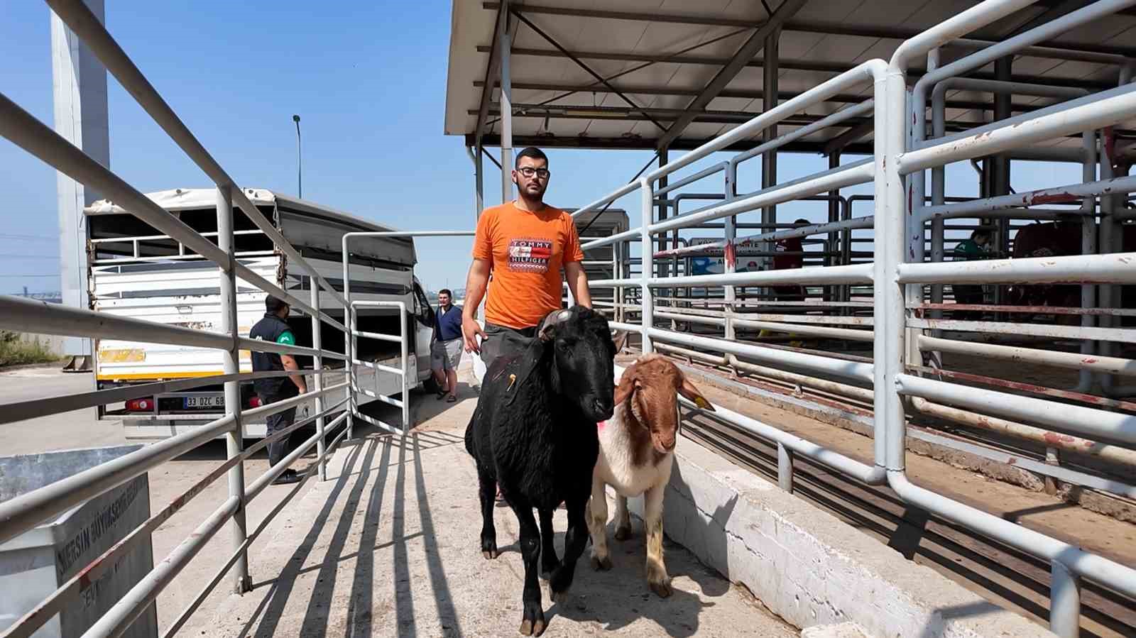 Mersin’de kurban kesimi hem hijyenik hem ücretsiz

