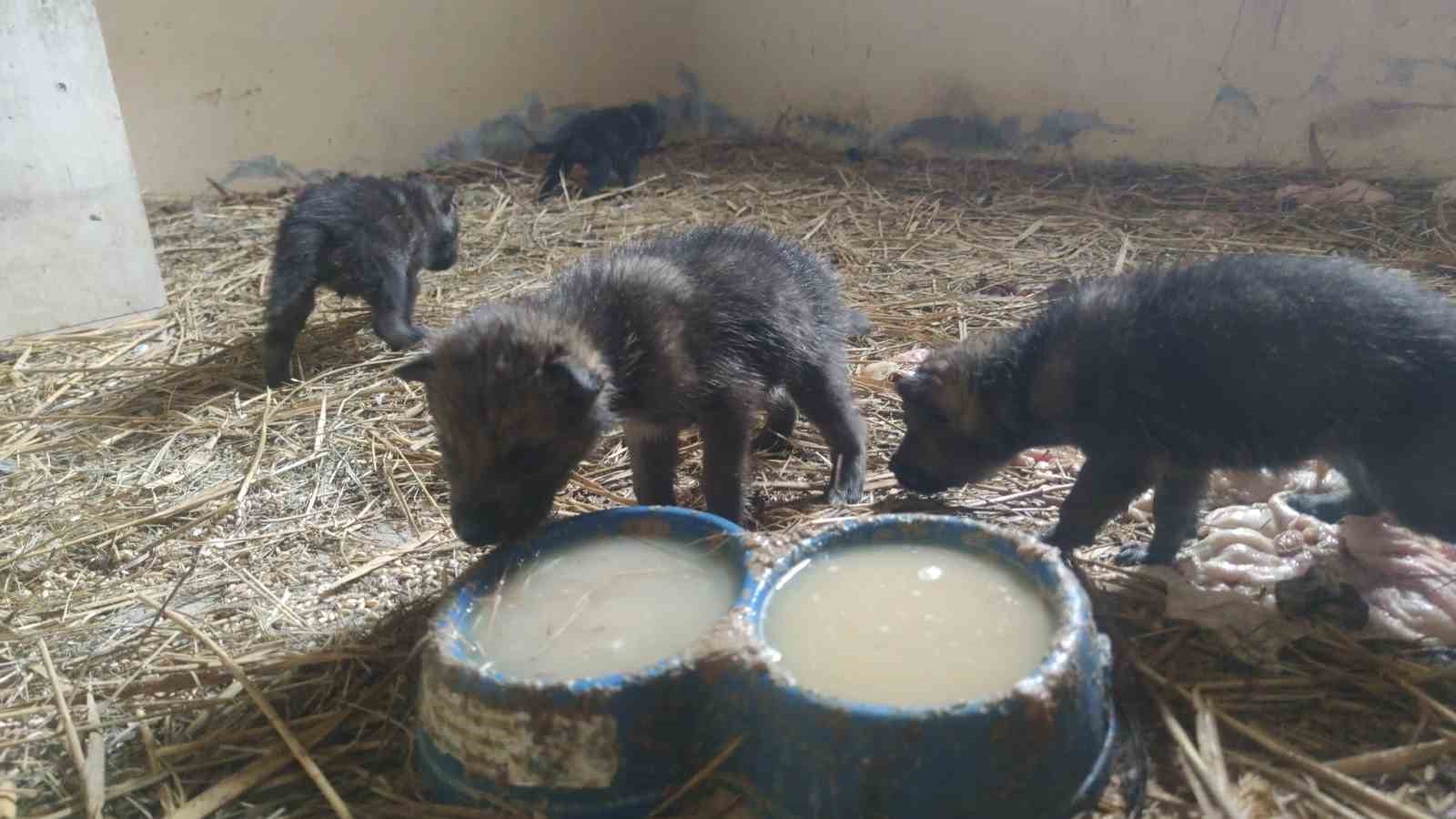 Muş&rsquo;ta yaylada bulunan 4 kurt yavrusu Van&rsquo;da kreş hizmeti
