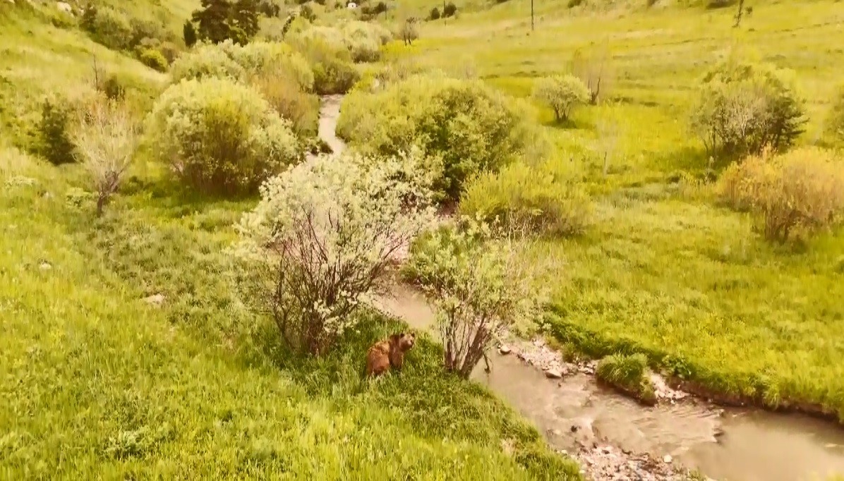 Kars’ta doğada dolaşan boz ayı havadan görüntülendi