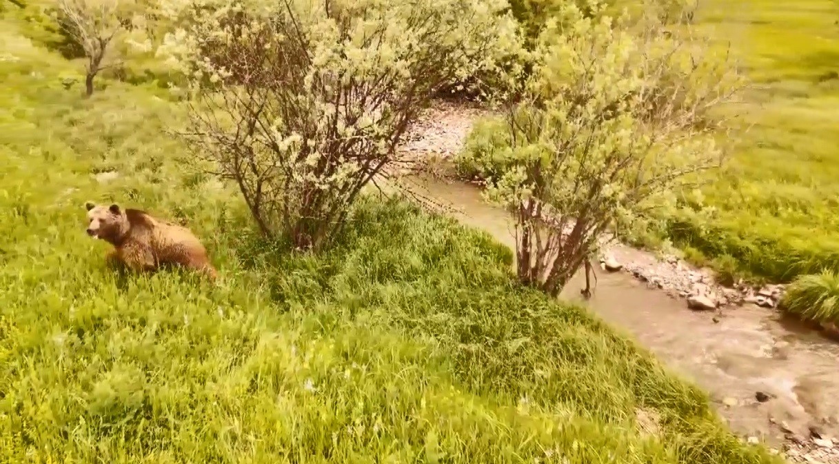 Kars’ta doğada dolaşan boz ayı havadan görüntülendi