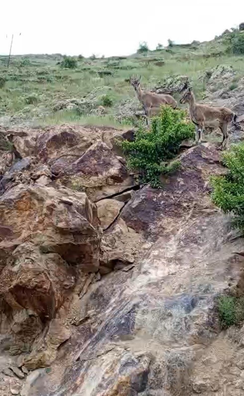 Bayburtlu vatandaşın dağ ke&ccedil;ileriyle imtihanı: "Aşağı inmeyin, d&uuml;şersiniz. Haydi gidin, buralarda fazla dolanmayın"
