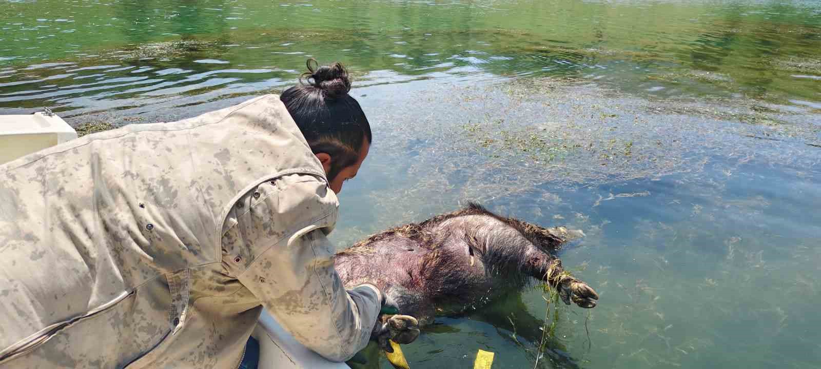 Pelitli Barajı’nda ölü domuz buldu