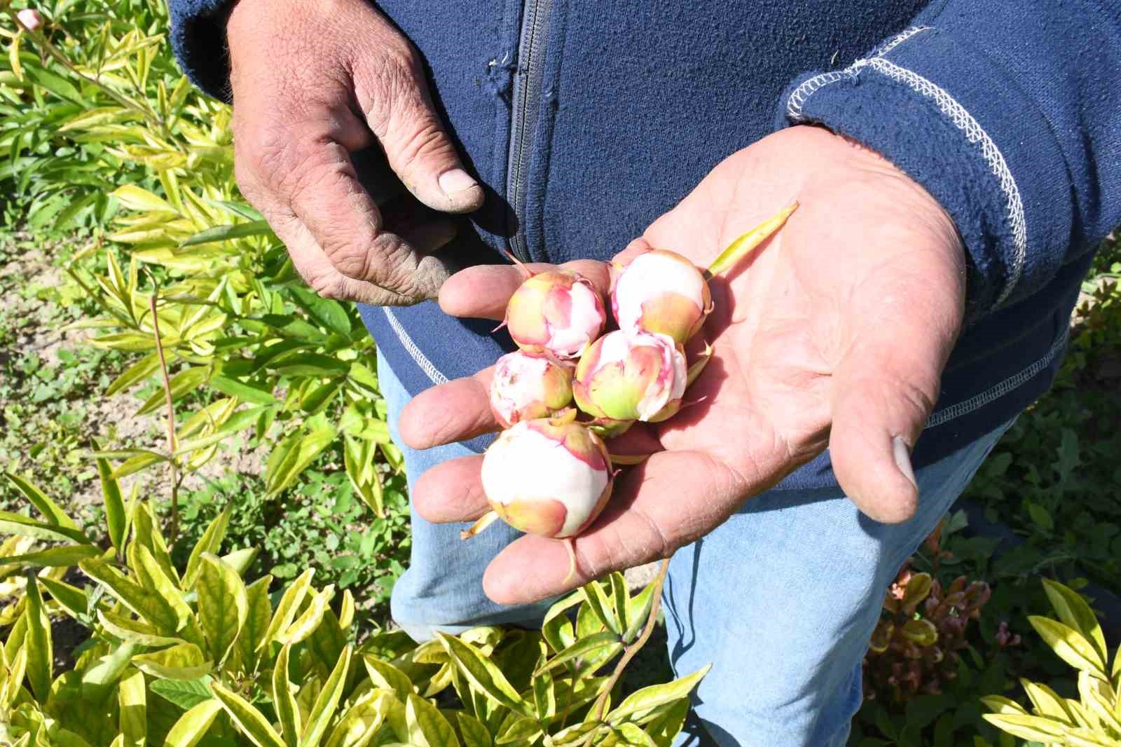 Hollanda’dan gelen şakayık çiçeklerini Yozgat’ta don vurdu