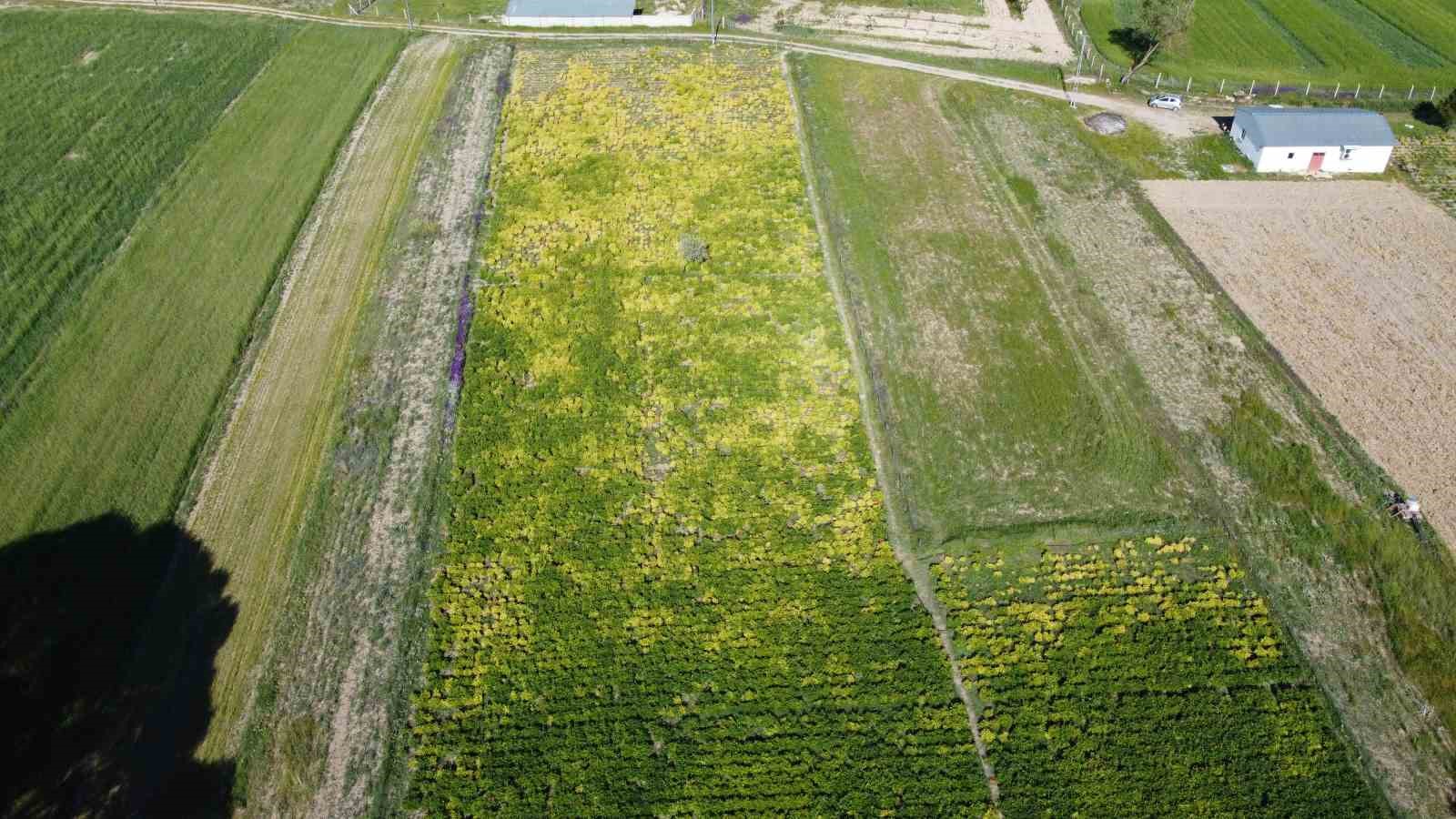 Hollanda&rsquo;dan gelen şakayık &ccedil;i&ccedil;eklerini Yozgat&rsquo;ta don vurdu
