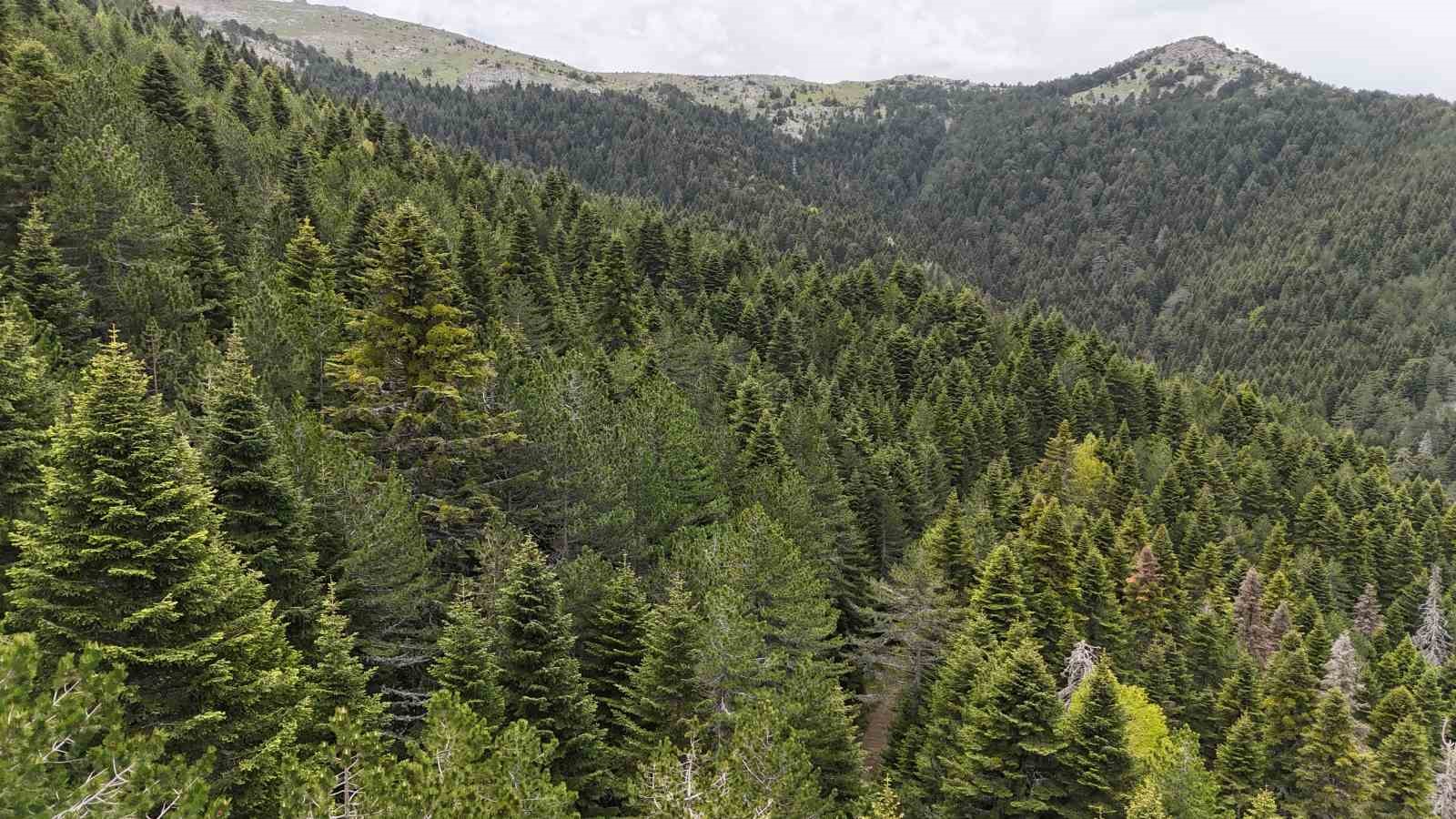 Tarihe yön veren ağaç: Kazdağı Göknarı