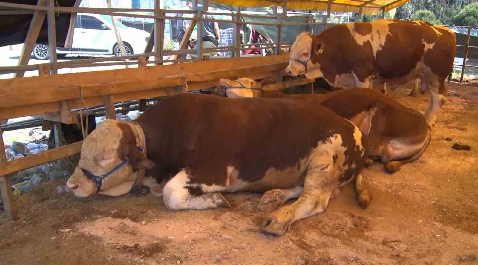 Esenyurt’ta bayramın 2’nci gününde kurbanlıklar büyük oranda satıldı