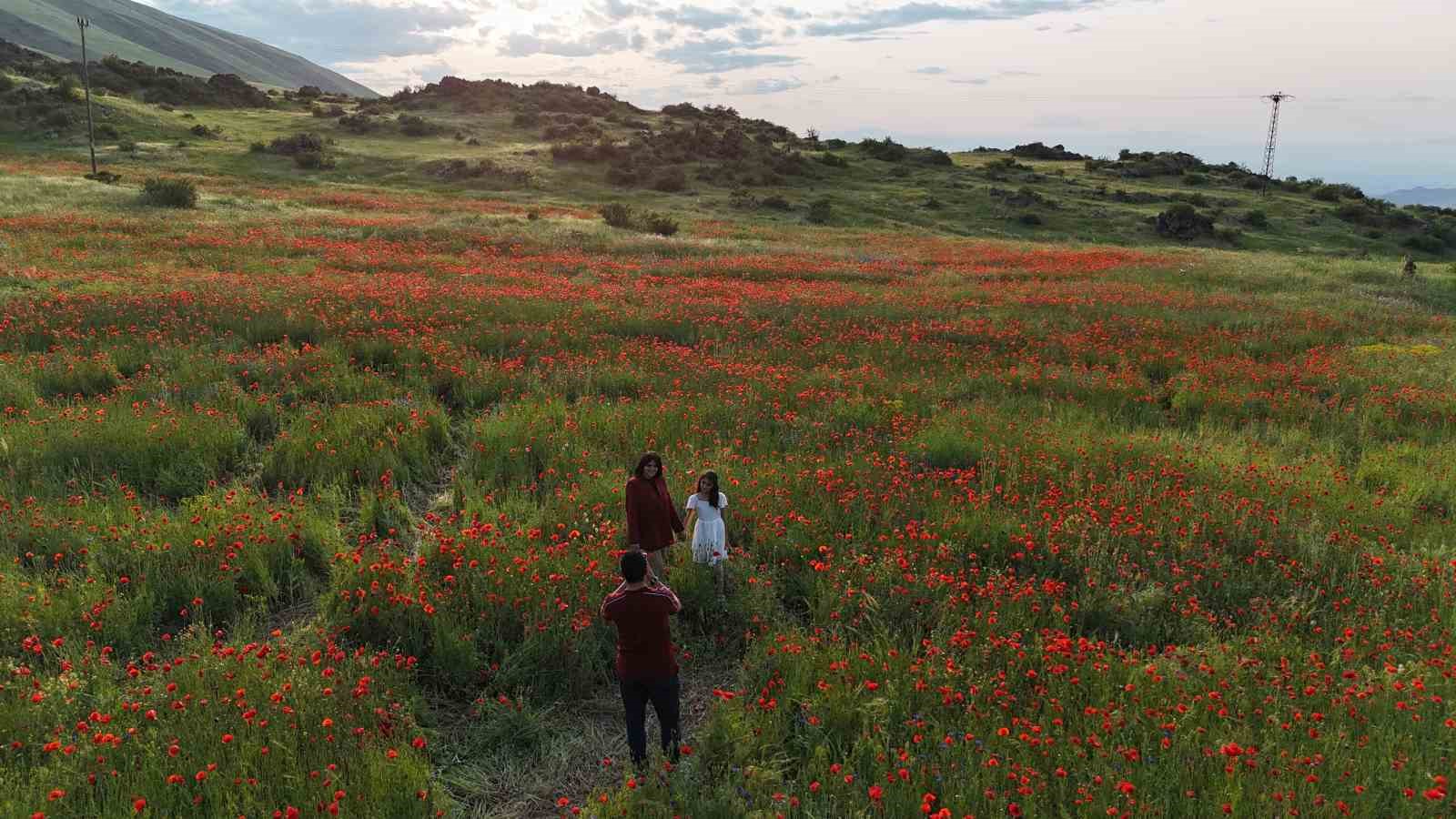 Iğdır’da gelincik tarlaları görsel şölen sunuyor