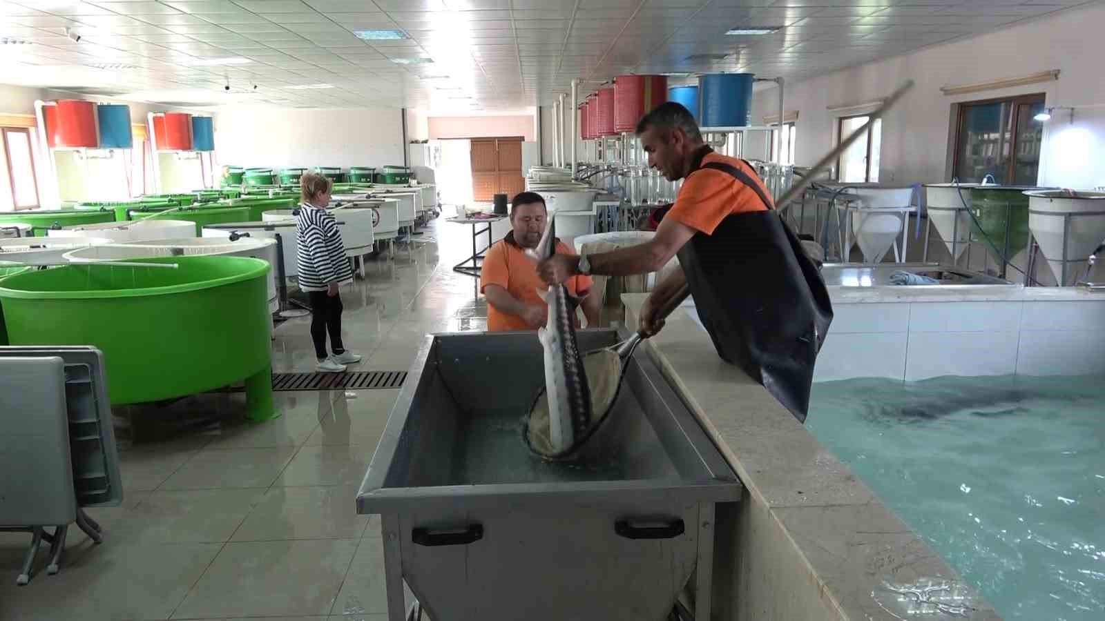 Nesli tehlike altındaki sivriburundan sadece 150 tane kaldı, Amasya’da 100 bin yavru balık üretimi planlanıyor