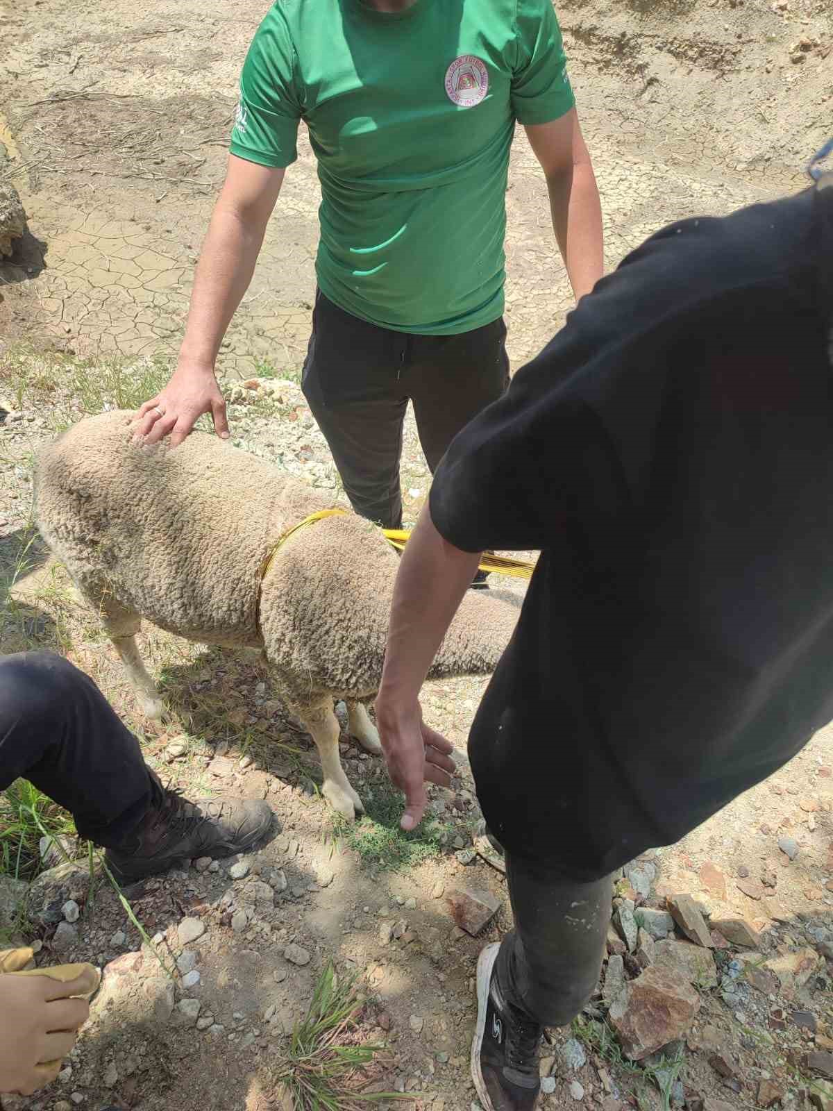 Dağlık alanda mahsur kalan kurbanlık koyunu ekipler kurtardı