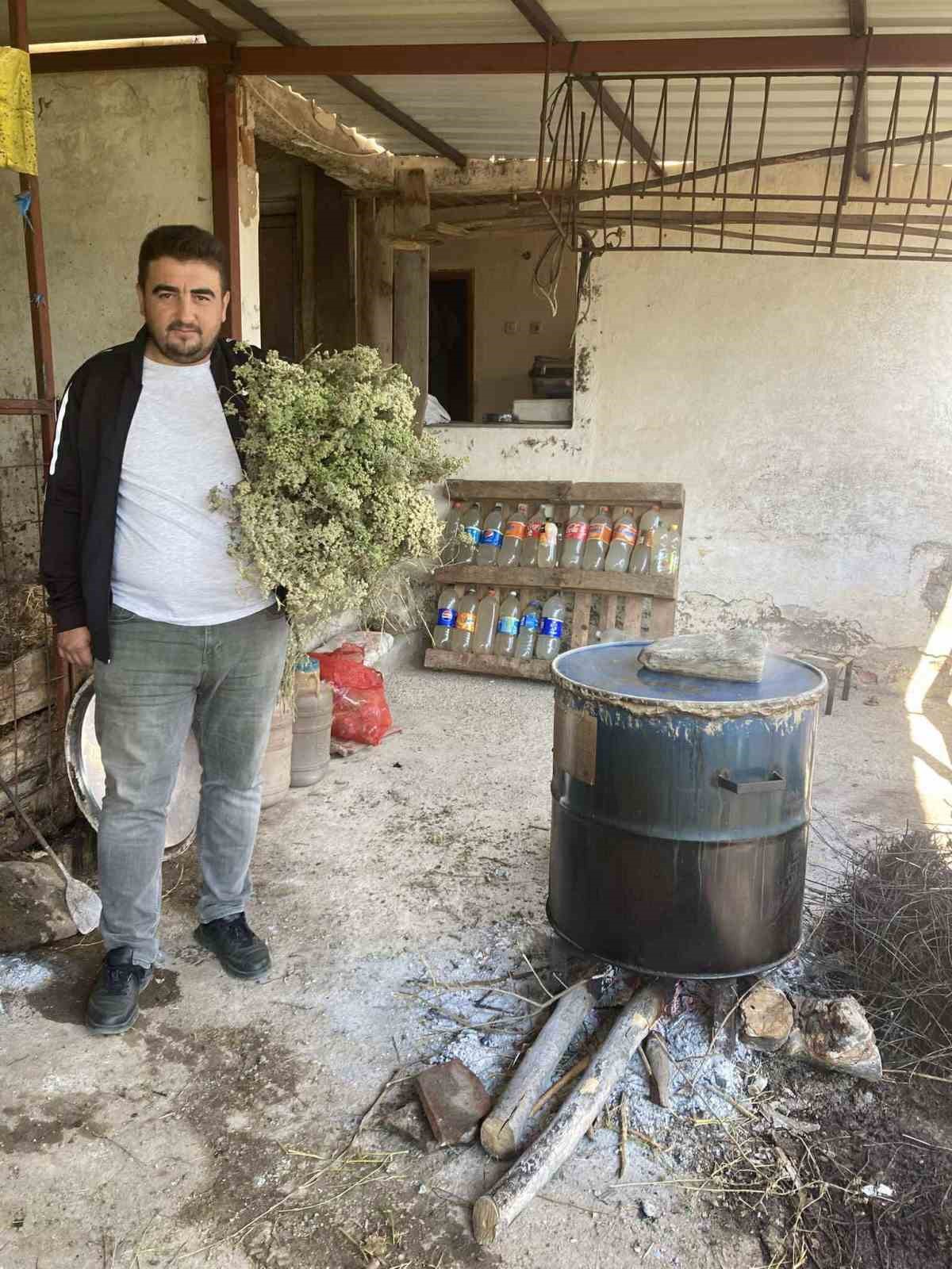 Aydın’da kekikler şifa için kaynatılmaya başlandı