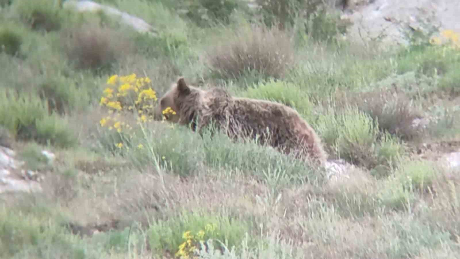 ’Canım’ diye seslendiği ayıyı kayıt altına aldı, o anlar tebessüm ettirdi