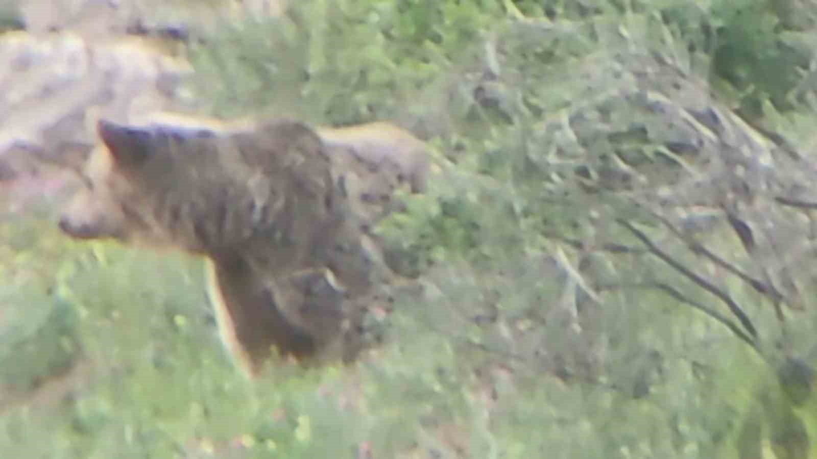 &rsquo;Canım&rsquo; diye seslendiği ayıyı kayıt altına aldı, o anlar tebess&uuml;m ettirdi
