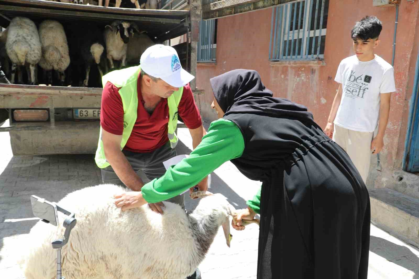 Şanlıurfa&rsquo;da yetim ailelere canlı kurbanlık dağıtıldı
