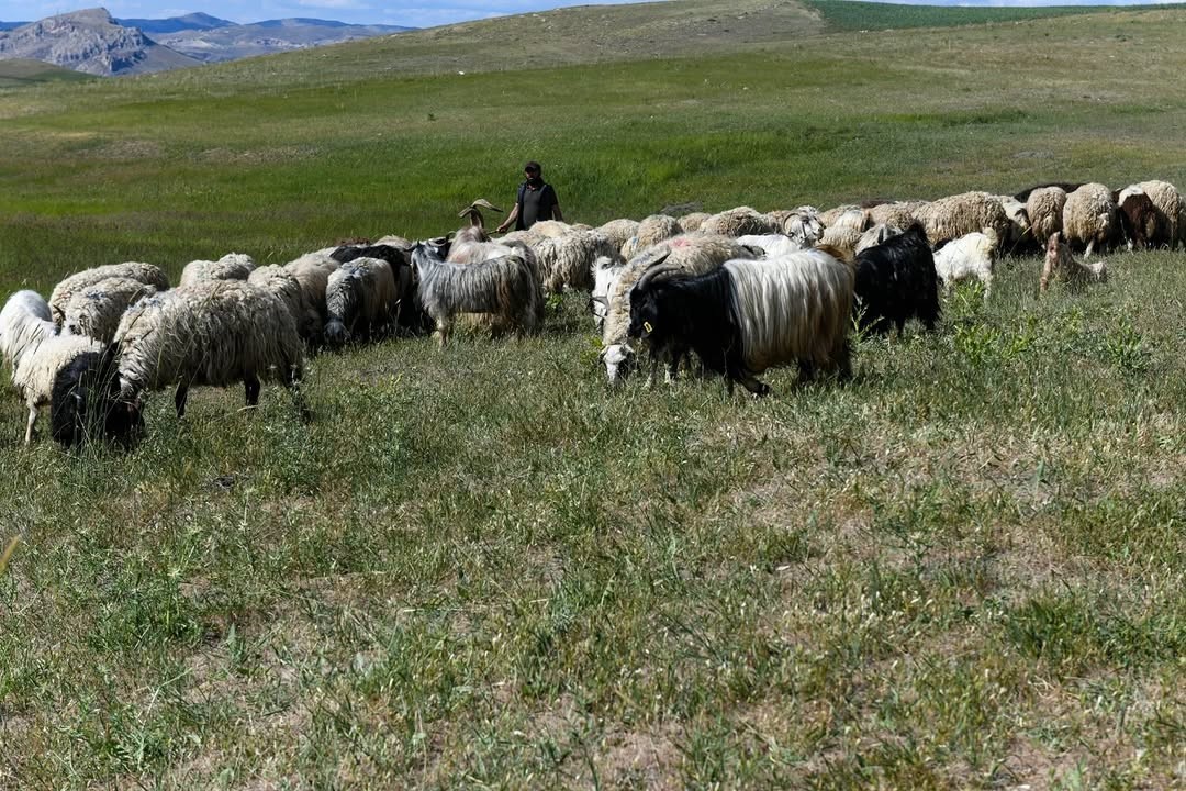 Van’da 3 yılda 2 bin 375 çiftçiye 235 bin koyun desteği verildi
