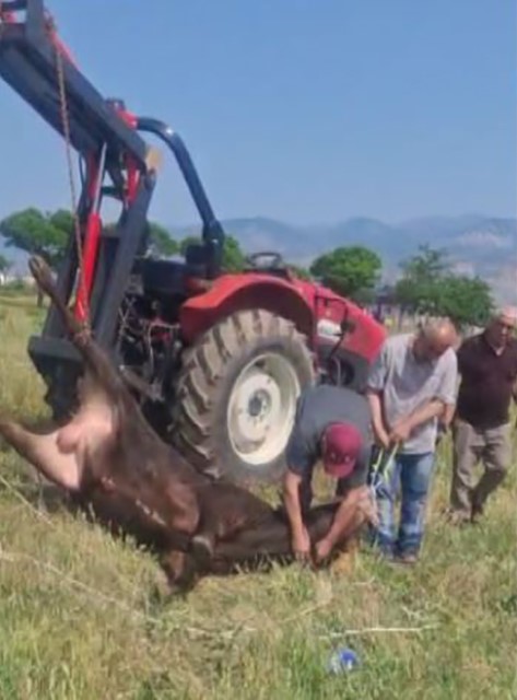 Kesimden ka&ccedil;an tosun, uyuşturucu iğneyle sakinleştirildi
