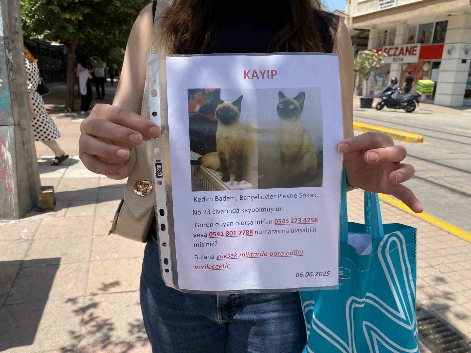 Herkes bayramı kutlarken o sokak sokak kayıp kedisini aradı
